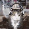 IMG_7655.gif